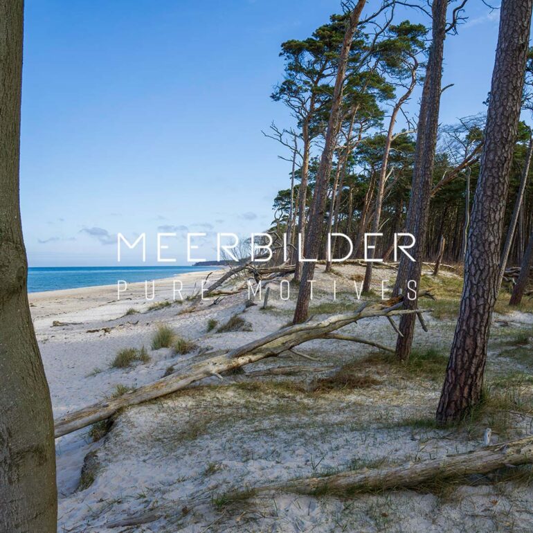 Bilder vom Meer und Strand sowie Darß-Wald