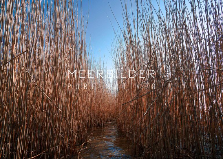 Wandbild mit Schilf für das Wohnzimmer