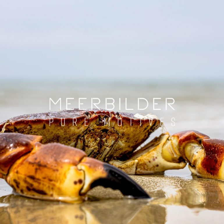 Big Crab pictures from Amrum in germany